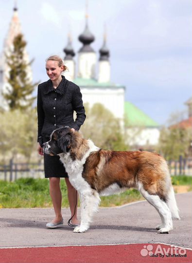 Кобель московской сторожевой для вязки