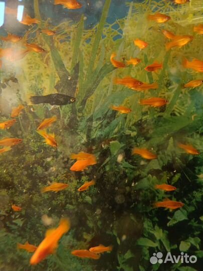 Аквариумные рыбки (гуппи, мечи)