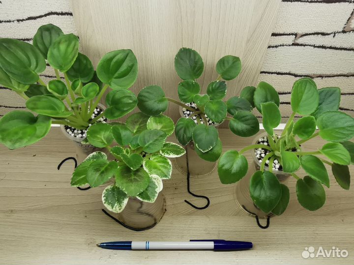 Фиалки мини, полумини