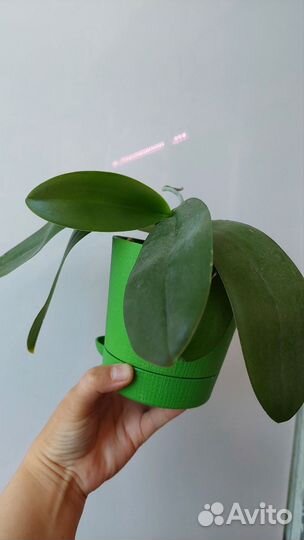 Орхидея бабочка Грин Бэтмен взрослая
