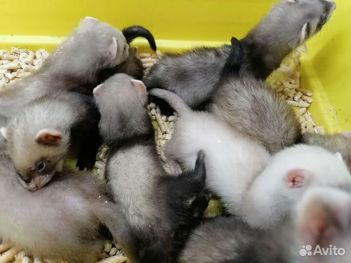 Щенки хорька