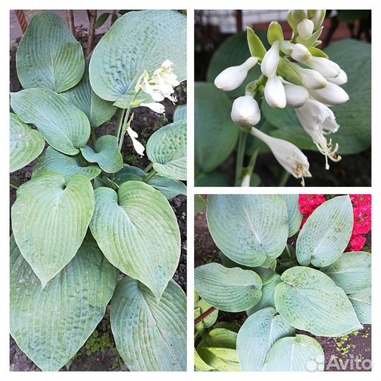 Хоста (кустики)