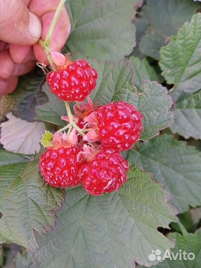 Ежемалина и ежевика и малина