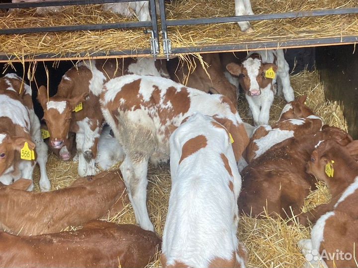 Бычки сименталы