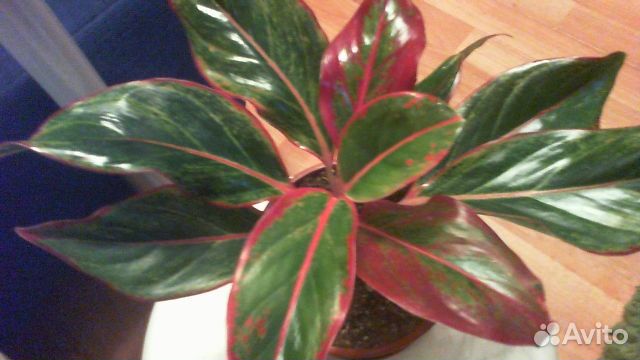 Аглаонема 
