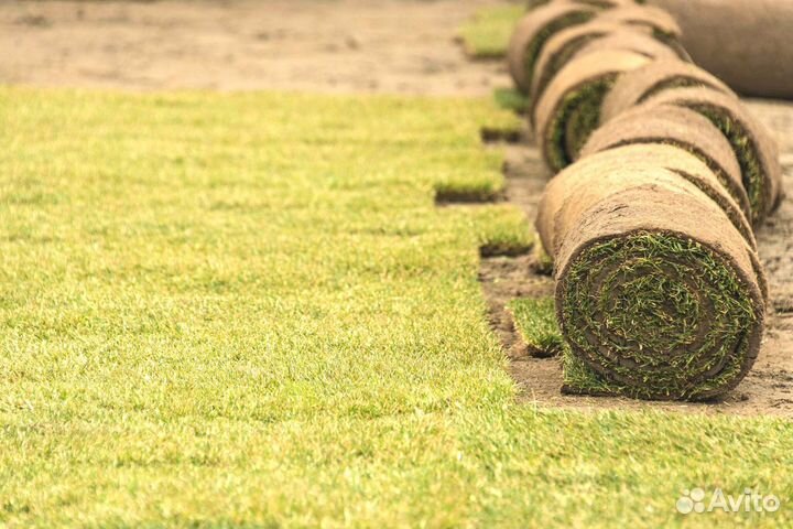 Укладка рулонных газонов ключ