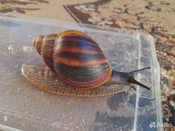 Улитки разных видов
