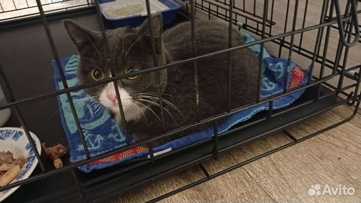 Кошка в дар