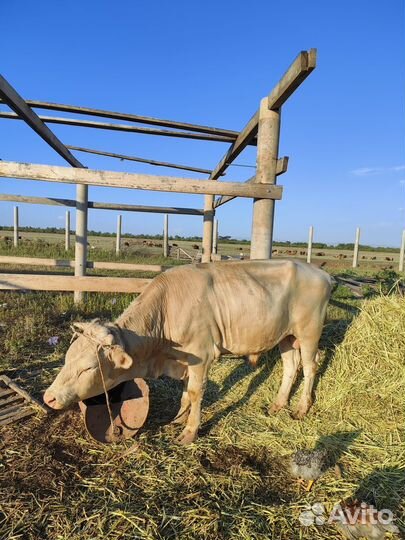 Продам быка на племя симментал