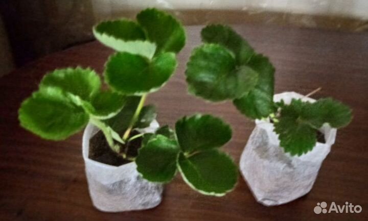 Землеклуника 