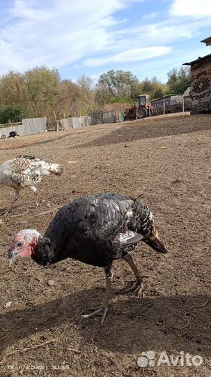 Продам индюков