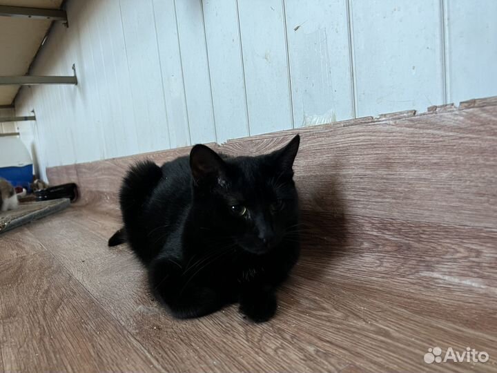 Кошка в дар