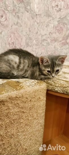 Отдам котенка в добрые руки девочка