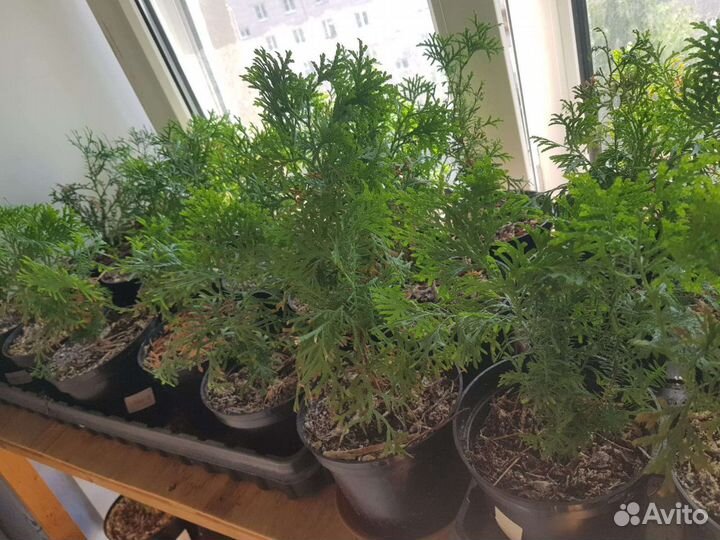 Туя Смарагд (Smaragd)