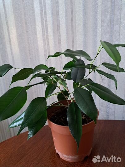 Фикус Бенджамина