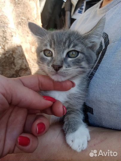Котята на улице без кошки