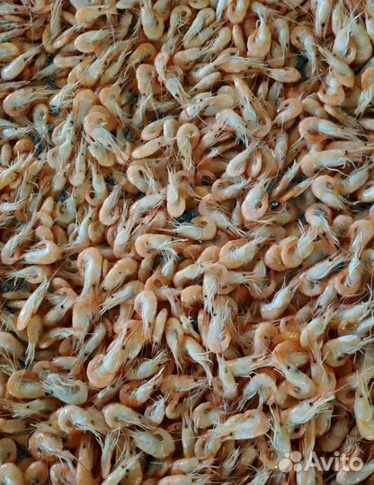 Креветка свежемороженная