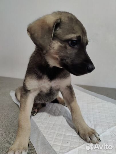 Метисы овчарки в добрые руки