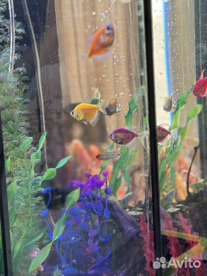 Аквариум с рыбками