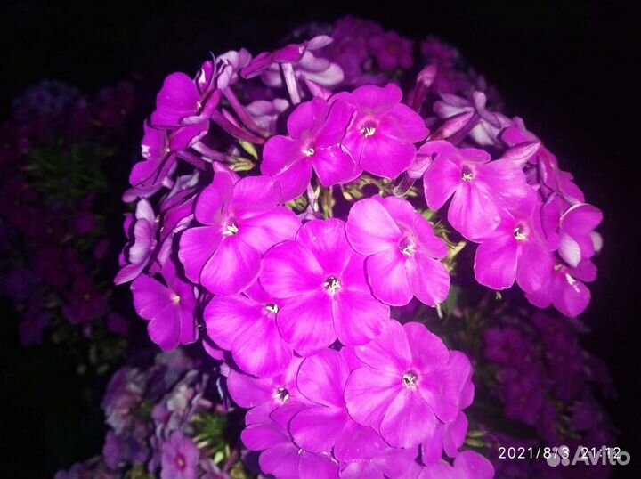Китайский гладиолус (крокосмия)