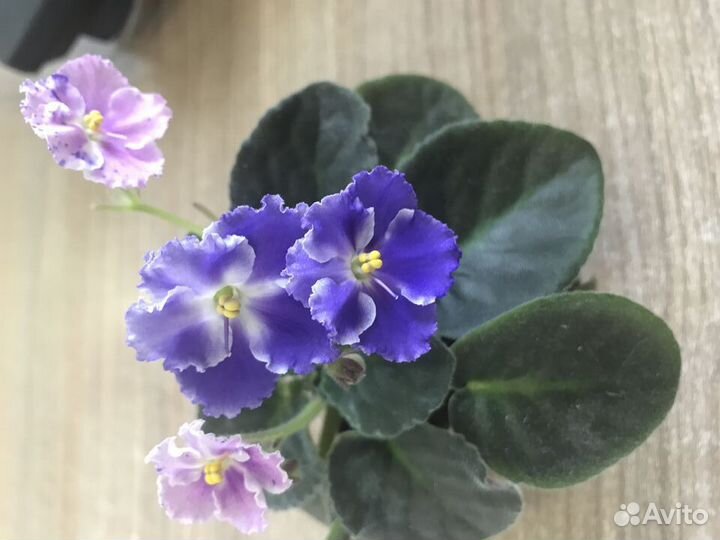 Фиалки сортовые