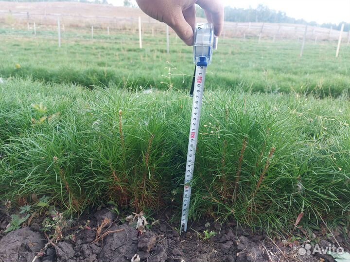 Сеянцы сосны зкс окс