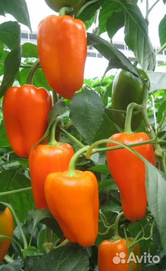 Перец Лисичка семена