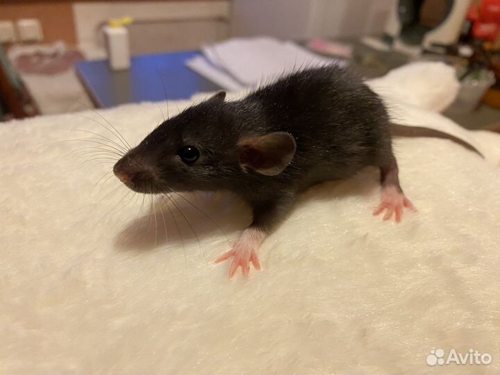 Крысята Дамбо чёрные с белым пузиком и клетки
