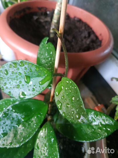 Хойя Карноза