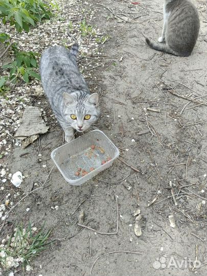 Британская кошка ищет дом живёт на улице