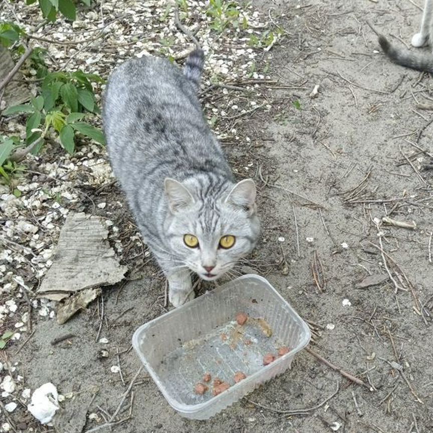 Британская кошка ищет дом живёт на улице