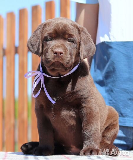 Лабрадор шоколад