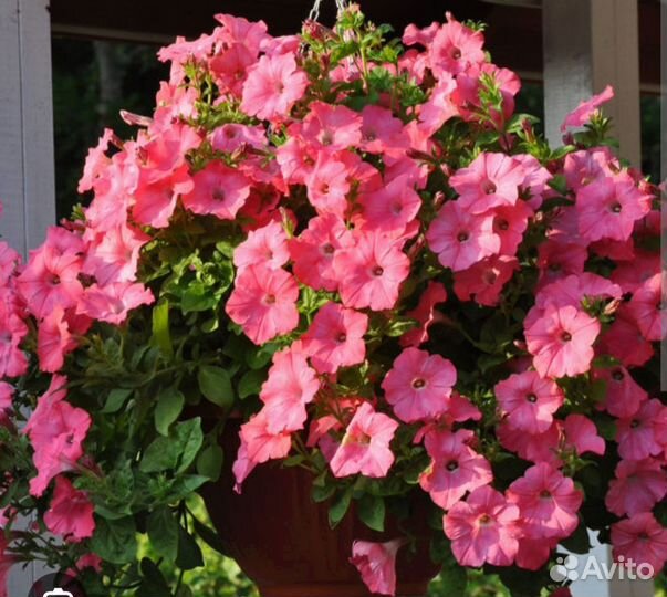 Петуния Изи Вейв красная, коралловая, рассада