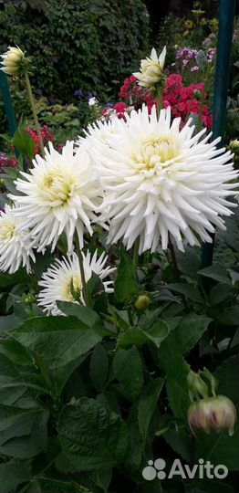 Цветы георгины срезка и клубни