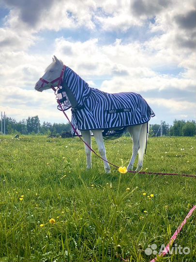 Амуниция для пони