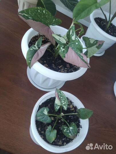 Сингониум ред спот триколор