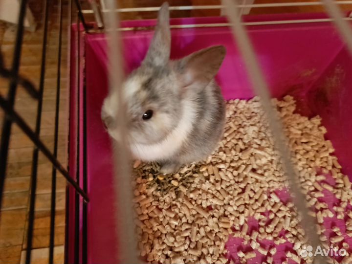 Декоративные кролики