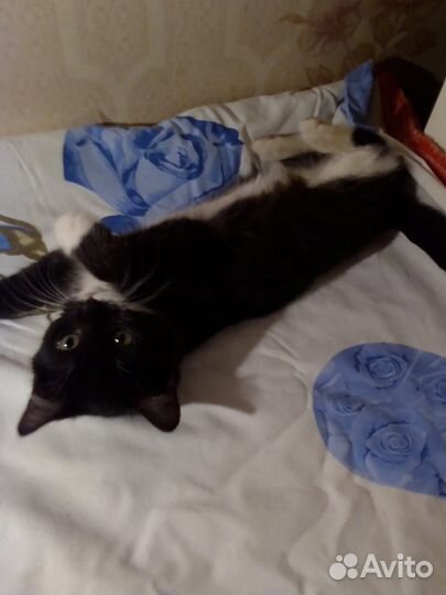 Котенок 2.5 мес девочка