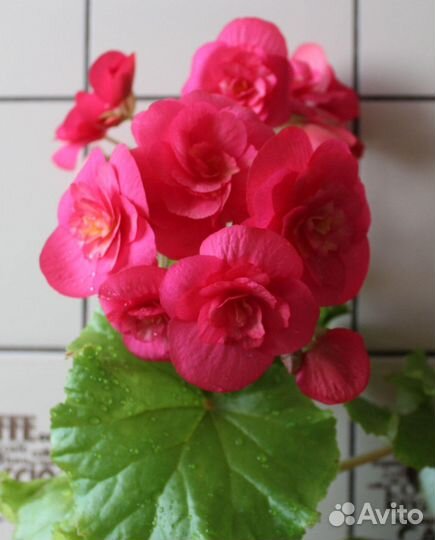 Домашние цветы