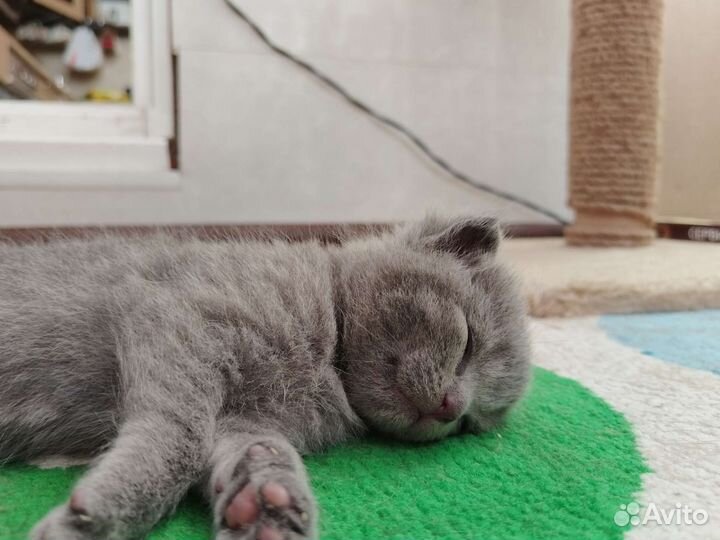 Британский голубой котенок без родословной