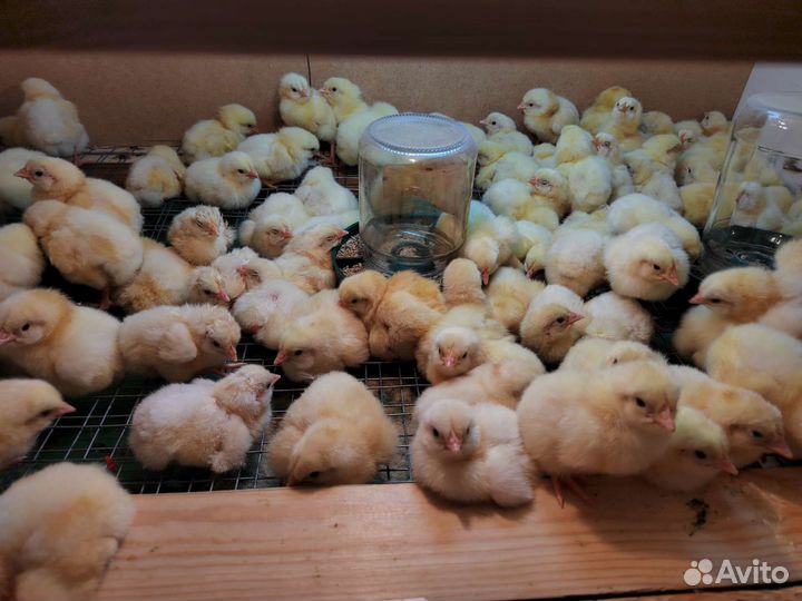 Продам цыплят бройллера