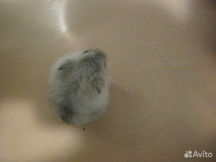 Джунгарские хомяки