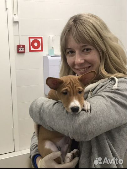 Ветеринарные услуги на дом