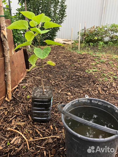 Саженцы катальпы