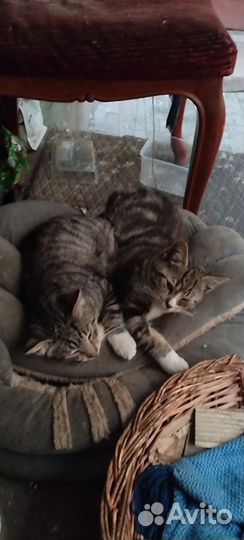 Котикам неразлучникам нужна передержка