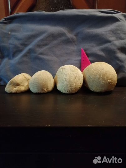 Окаменелости Аммониты (костенурки); артефакты