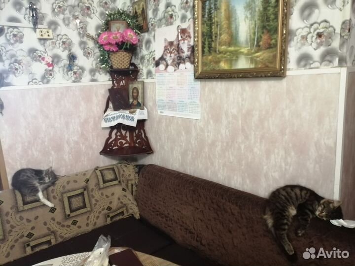 Кошка в дар