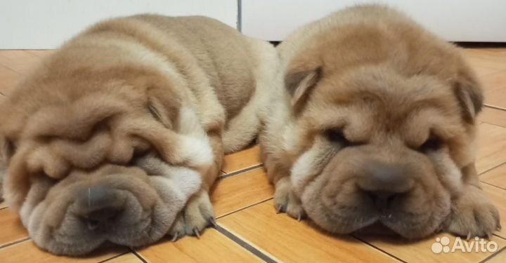 Щенки шарпей