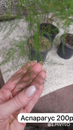 Аспарагус