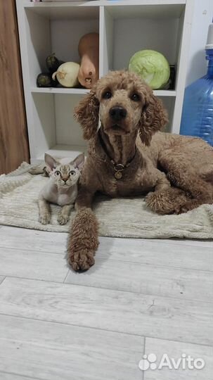 Кошечка девон рекс